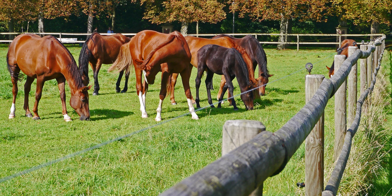 Les éléments qui composent une clôture électrique pour chevaux